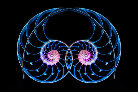 Nautilus shells on black background