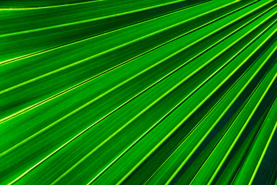Close-up of large palm leaf