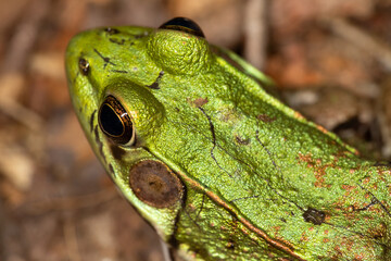 Northern Green Frog