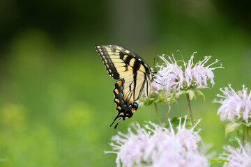 Tiger swallowtail butterfly