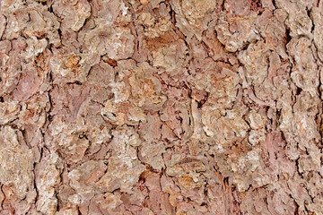 Spruce tree bark close-up, filled frame