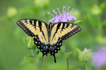 Tiger swallowtail butterfly