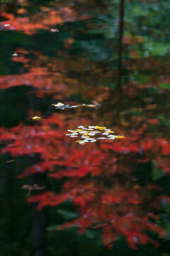 USA, Georgia, Leaves floating on water surface reflecting Autumn colored tree
