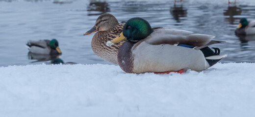 A pair of ducks in the snow in a park pond
