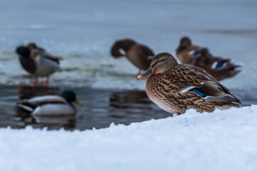 Ducks in the snow in a park pond