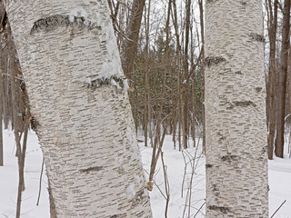 Silver birch tree trunks, forest detail - Betula pendula