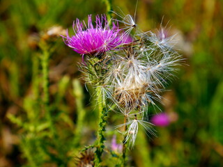 Nahaufnahme einer lila Blüte einer Distel