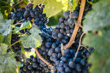 Bright bunches of fresh grapes growing on vine with thin twigs and spiky leaves on vineyard plantation