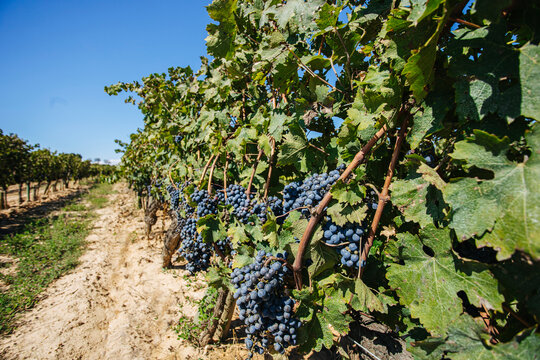 Cultivation of bright greenery vineyards near narrow pathway and trees under colorful sky in countryside