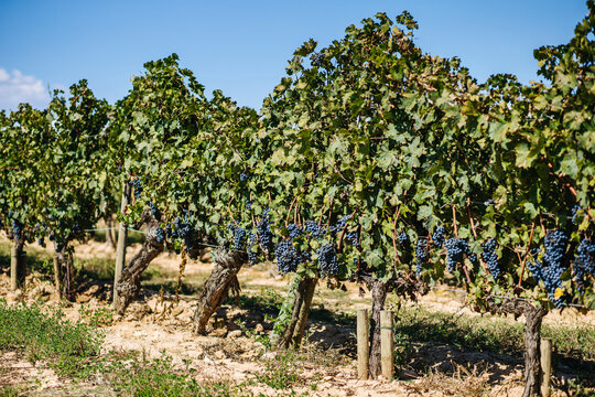 Cultivation of bright greenery vineyards near narrow pathway and trees under colorful sky in countryside
