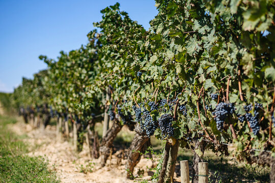 Cultivation of bright greenery vineyards near narrow pathway and trees under colorful sky in countryside