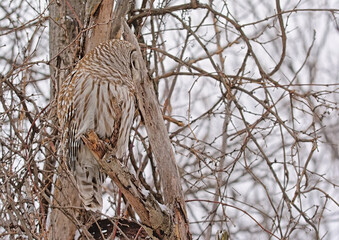 Spotted owl sitting on a bare tree branch with snow in winter, side view - Strix occidentalis