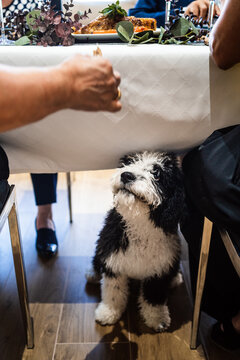 From above of crop unrecognizable person giving piece of food to cute fluffy dog during Christmas celebration
