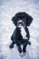 Portuguese Water Dog playing in the snow in winter 