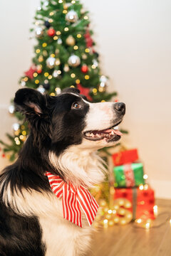 Cute fluffy Border Collie dog with bow sitting in bright room with sparkling lights of Christmas tree