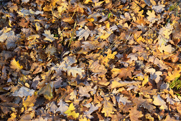 Dry oak leaves in the autumn sun