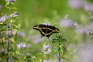 Fototapeta premium Butterfly