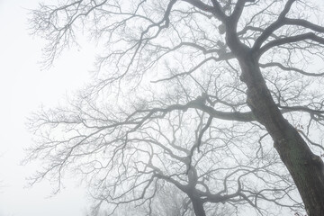 Winterkahle Baumkronen im Nebel