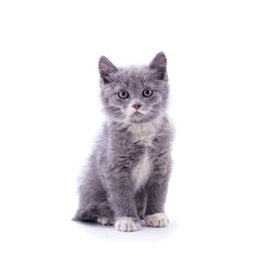 Little gray kitten .