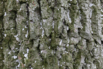 Tree bark bark structure for background