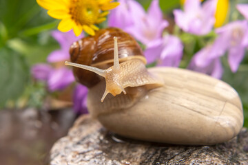 grape snail is actively crawling in nature. mollusc and invertebrate. delicacy meat and gourmet food.