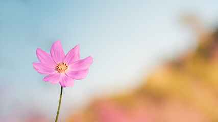 Close-up beautiful Pink cosmos flowers with yellow stamens  in the garden And has a blurred...