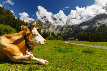 Fototapeta na wymiar cow at the Oeschinensee in the swiss alps