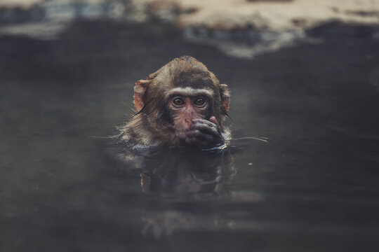 Cute fluffy Japanese macaque sitting in water of pond in Jigokudani Monkey Park in Yamanochi and relaxing while looking at camera