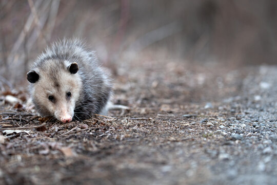 Opossum 