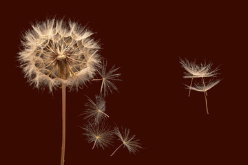 Dandelion seeds flying next to a flower on a dark red background