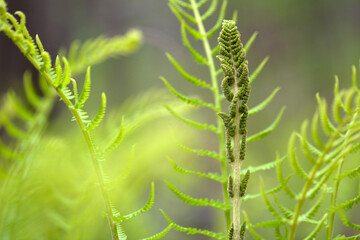 Fern