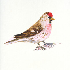 hand drawn watercolor illustration .bird common redpoll on white