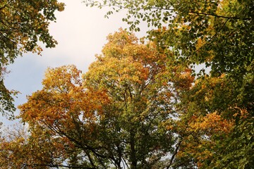 Viernheimer Herbstwald