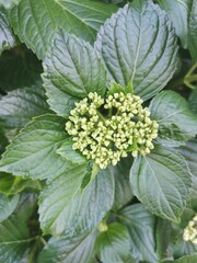 close up of a christmas rose
