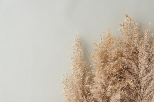 some branches of beige pampas grass lie in right corner of image on light background. Natural materials.