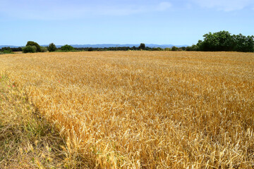 Wheat field on a sunny summer day
