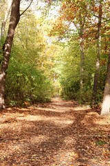 Viernheimer Herbstwald