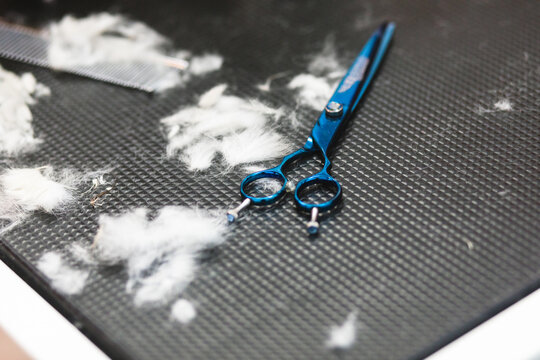 From above of fluffy canine fur near blue scissors and metal comb on grooming table in salon