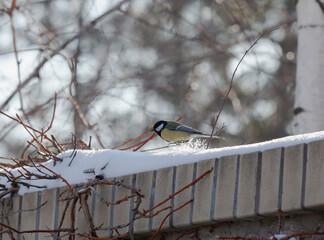 Tit sits on stone fence on winter day