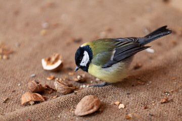 Tit sits on burlap close up