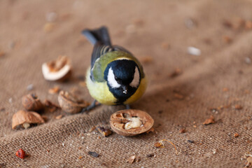 Tit sits on burlap close up