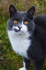 Gray rural cat with yellow eyes in natural environment.