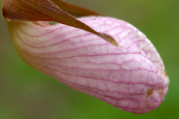 pink lady's slipper flower