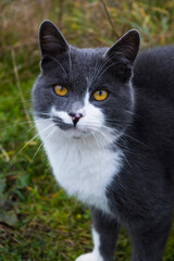 Gray rural cat with yellow eyes in natural environment.