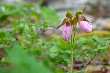 Obraz premium pink lady's slipper flower