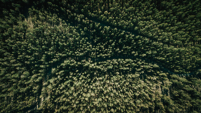 Overhead drone view of lush green woods with coniferous trees and curvy roads