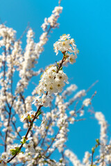 Tree branches with white flowers on a background of blue sky in sunny weather