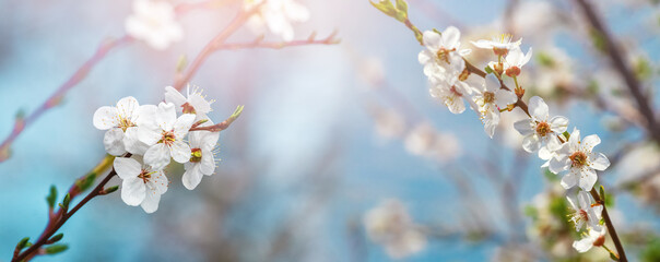 Wonderful panoramic view of a flowering tree. Spring background
