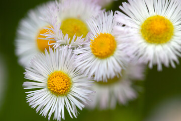 Obraz premium Flowers