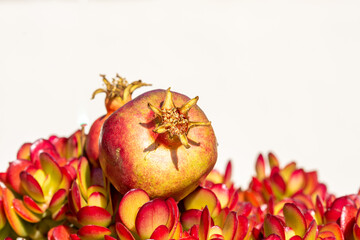 High key photography of ripe pomegranates on white background